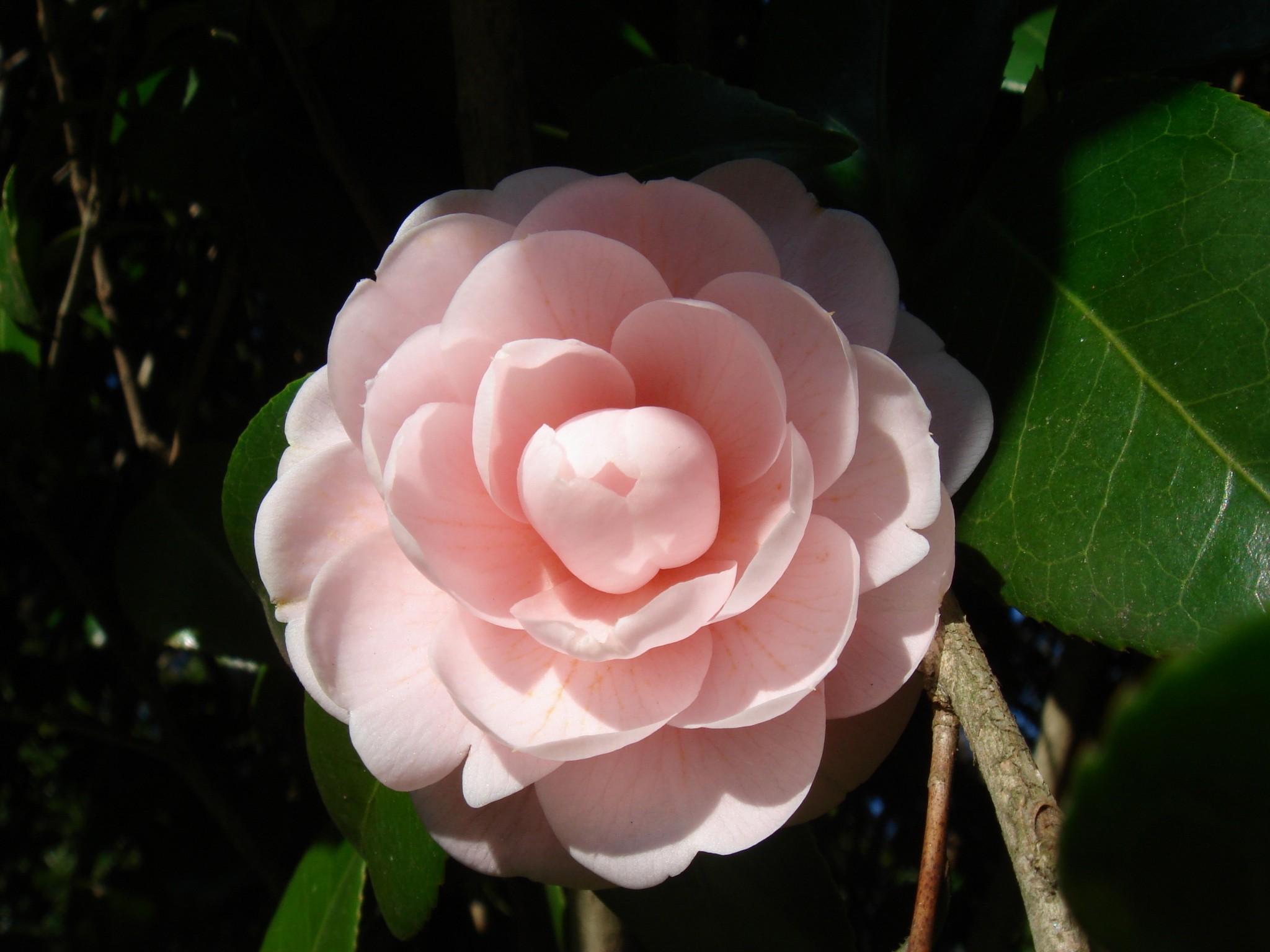 Camellia japonica L. subsp. rusticana (Honda) Kitamura cv